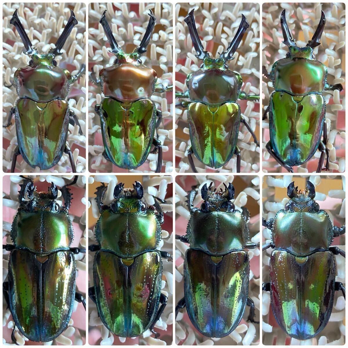 特殊系　ニジイロクワガタ♂2匹セット Yahoo!オークション -「ニジイロクワガタ」の落札相場・落札価格