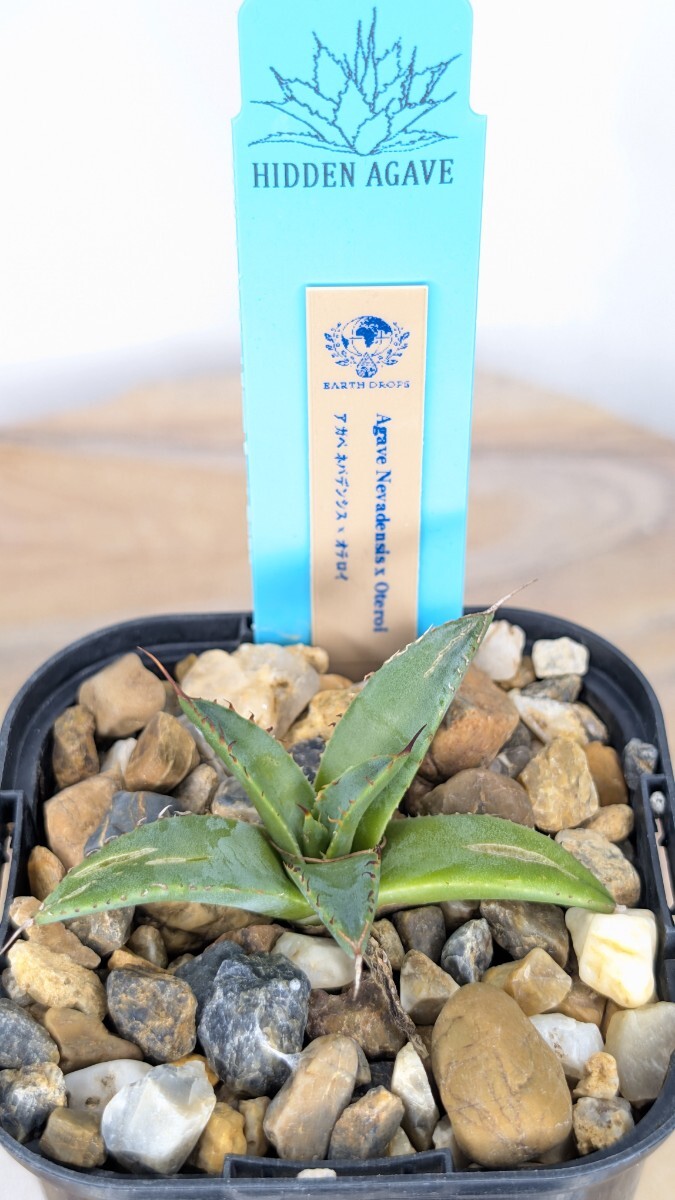 Yahoo!オークション -「アガベ ハイブリッド」の落札相場・落札価格