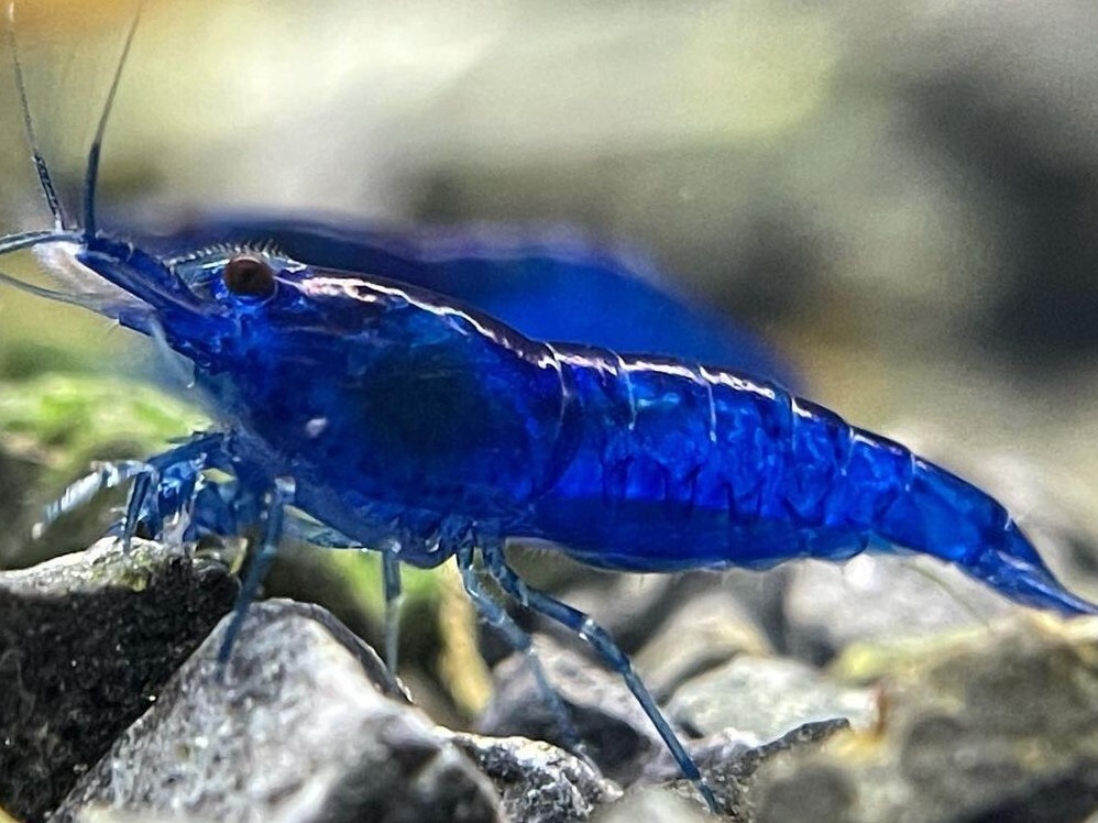 ブルーベルベットシュリンプ 10匹 (SNP:10pcs) / チェリーシュリンプ / カラーヌマエビ 《エビノミカワ》