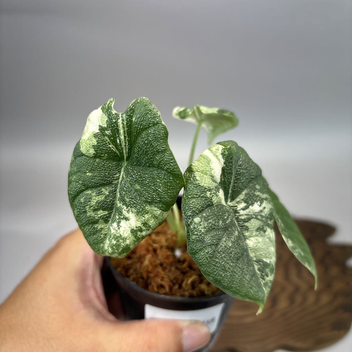 極上 アロカシア メロ アルボ アロカシア メロ (Alocasia melo) プラスチックのような感触の