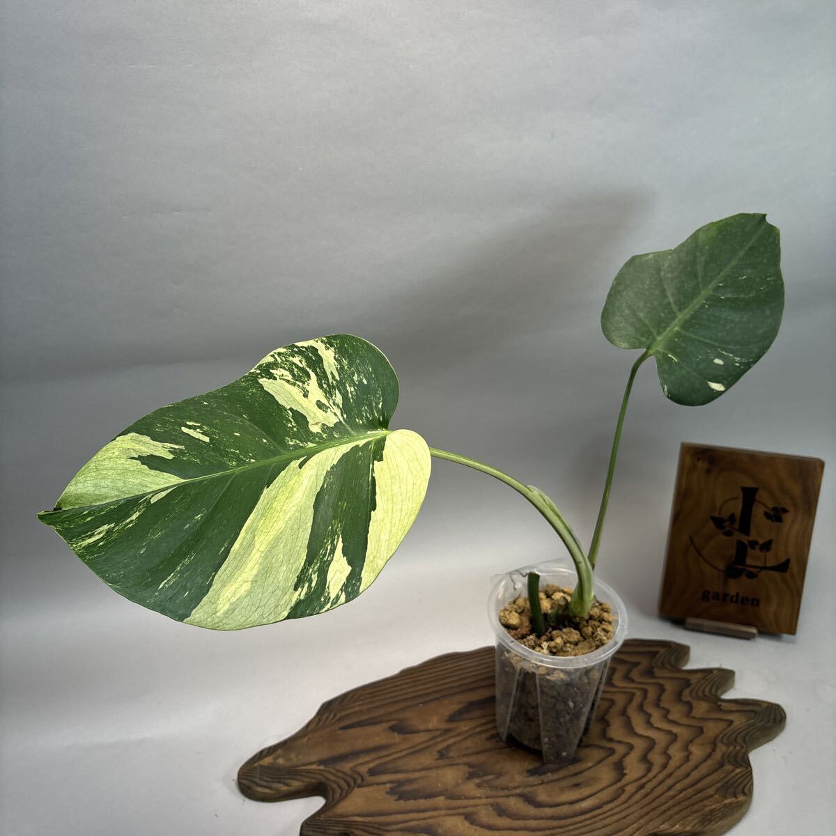 Yahoo!オークション -「モンステラ ミント」の落札相場・落札価格