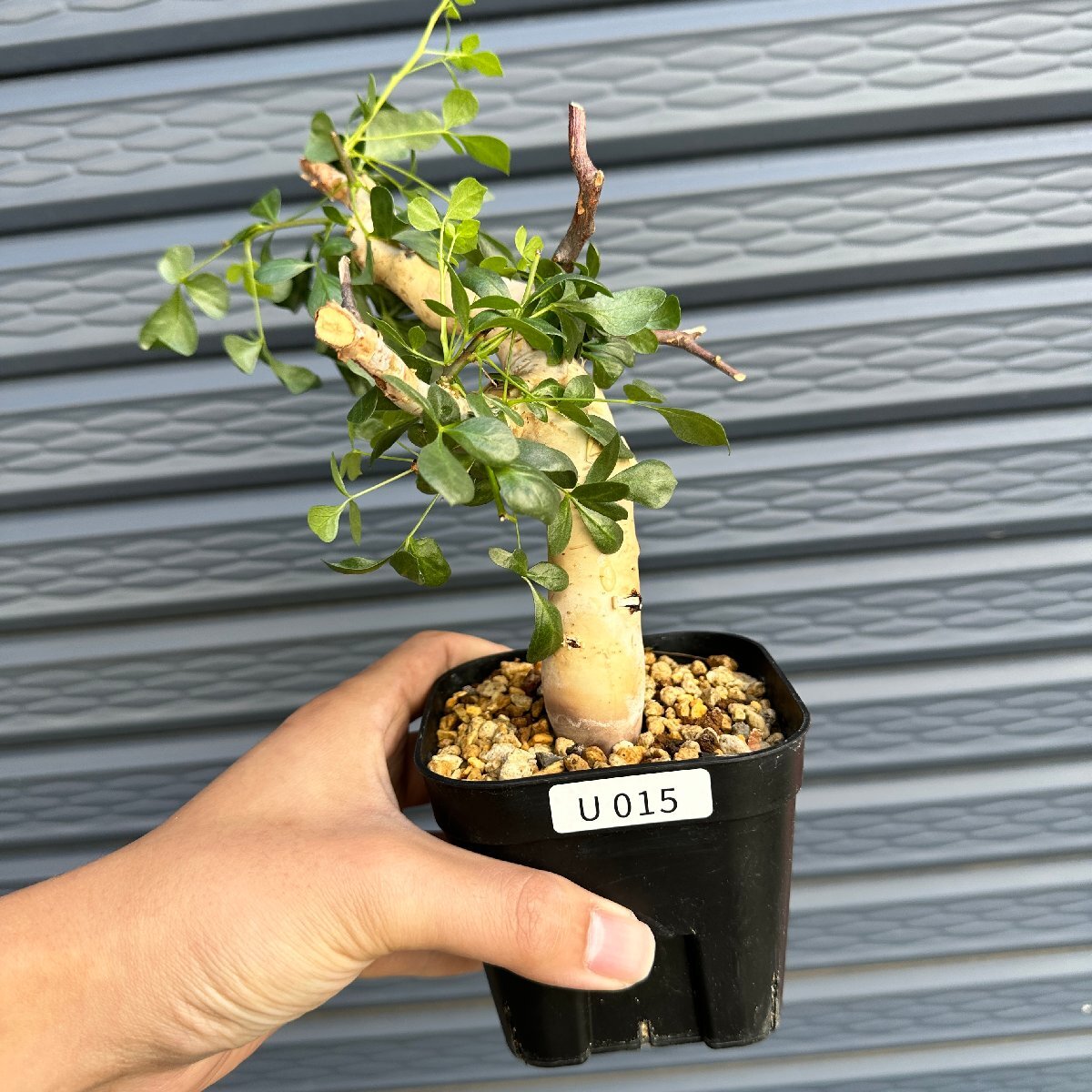 Yahoo!オークション -「コミフォラ エイル」(その他) (観葉植物)の落札