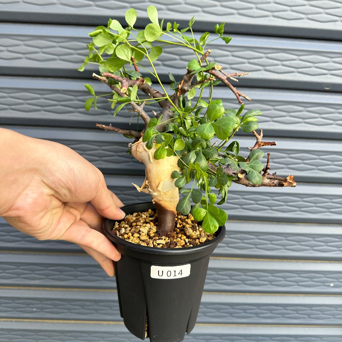 Yahoo!オークション -「コミフォラ カタフ ソマリア」の落札相場