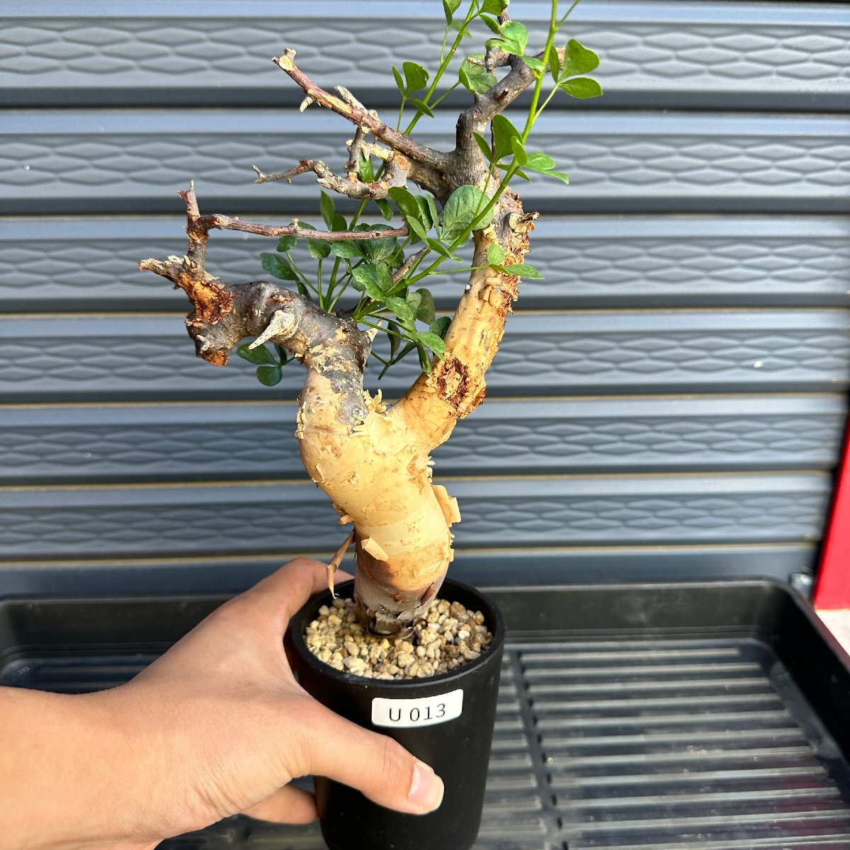 Yahoo!オークション -「コミフォラ カタフ ソマリア」の落札相場