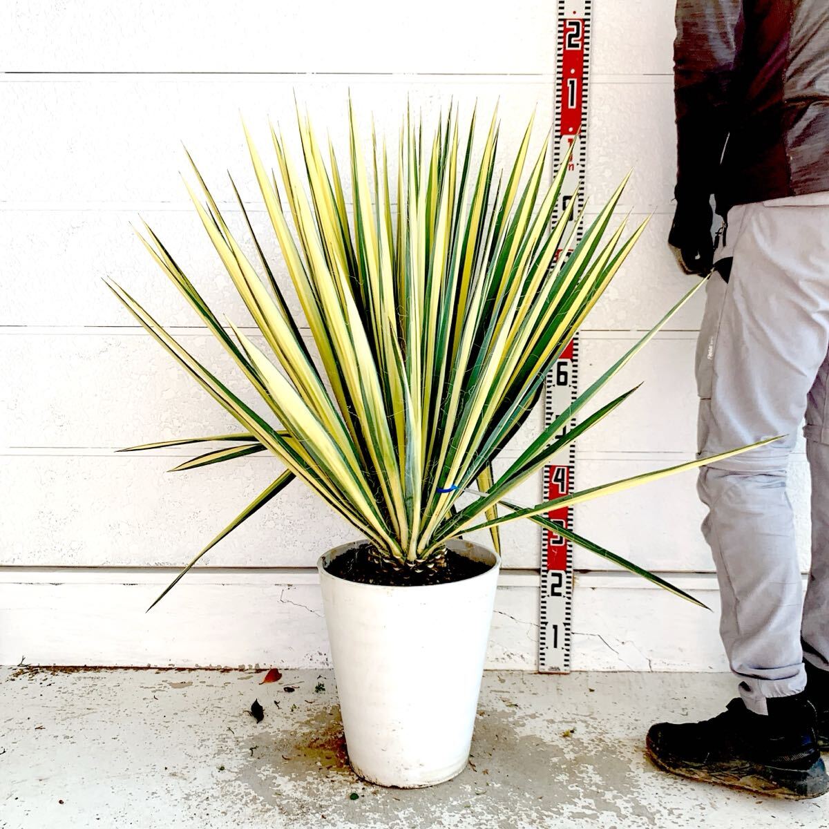 ユッカ様 ユッカ | 洋蘭.jp