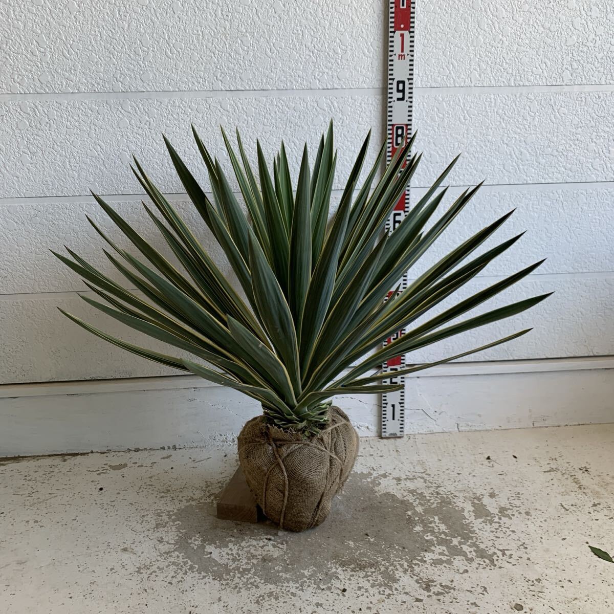 2025年最新】Yahoo!オークション -ドラセナ(花、園芸)の中古品