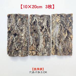 c855 【10×20cm 3枚】 コルク樹皮 コルク板 バージンコルク 送料/穴あけ無料 チランジア ビカクシダ 着生ラン 両生類 爬虫類