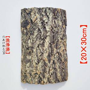 c1134【20×30cm】 コルク樹皮 コルク板 バージンコルク 穴あけ送料無料 チランジア ビカクシダ 着生ラン 両生類 爬虫類 ビカクシダ