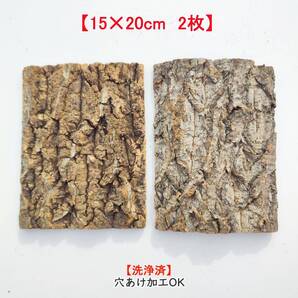 c3276【2枚15×20cm】コルク樹皮 コルク板 バージンコルク 送料/穴あけ無料 チランジア ビカクシダ 着生ラン 両生類 爬虫類