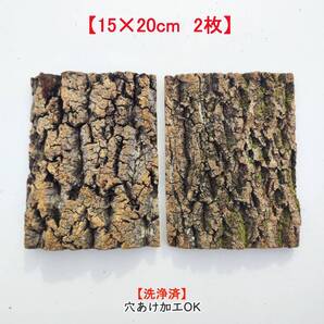 c3277【2枚15×20cm】コルク樹皮 コルク板 バージンコルク 送料/穴あけ無料 チランジア ビカクシダ 着生ラン 両生類 爬虫類