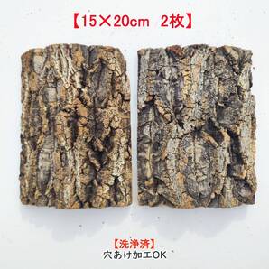 c3279【2枚15×20cm】コルク樹皮 コルク板 バージンコルク 送料/穴あけ無料 チランジア ビカクシダ 着生ラン 両生類 爬虫類