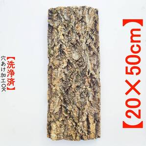 c288【20×50cm】コルク樹皮 コルク板 バージンコルク 送料/穴あけ無料 チランジア ビカクシダ 着生ラン 両生類 爬虫類 コウモリラン