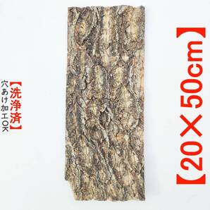 c291【20×50cm】コルク樹皮 コルク板 バージンコルク 送料/穴あけ無料 チランジア ビカクシダ 着生ラン 両生類 爬虫類 コウモリラン