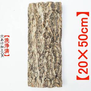 c292【20×50cm】コルク樹皮 コルク板 バージンコルク 送料/穴あけ無料 チランジア ビカクシダ 着生ラン 両生類 爬虫類 コウモリラン