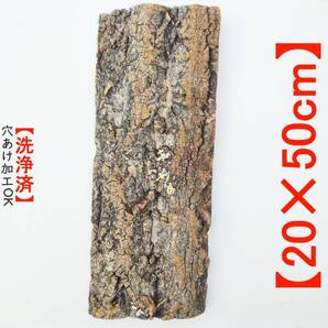 c294【20×50cm】コルク樹皮 コルク板 バージンコルク 送料/穴あけ無料 チランジア ビカクシダ 着生ラン 両生類 爬虫類 コウモリラン