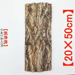 c2001【20×50cm】コルク樹皮 コルク板 バージンコルク 送料/穴あけ無料 チランジア ビカクシダ 着生ラン 両生類 爬虫類 コウモリラン