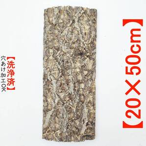 c2003【20×50cm】コルク樹皮 コルク板 バージンコルク 送料/穴あけ無料 チランジア ビカクシダ 着生ラン 両生類 爬虫類 コウモリラン