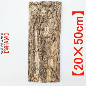 c2005【20×50cm】コルク樹皮 コルク板 バージンコルク 送料/穴あけ無料 チランジア ビカクシダ 着生ラン 両生類 爬虫類 コウモリラン