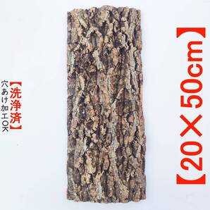 c2010【20×50cm】コルク樹皮 コルク板 バージンコルク 送料/穴あけ無料 チランジア ビカクシダ 着生ラン 両生類 爬虫類 コウモリラン