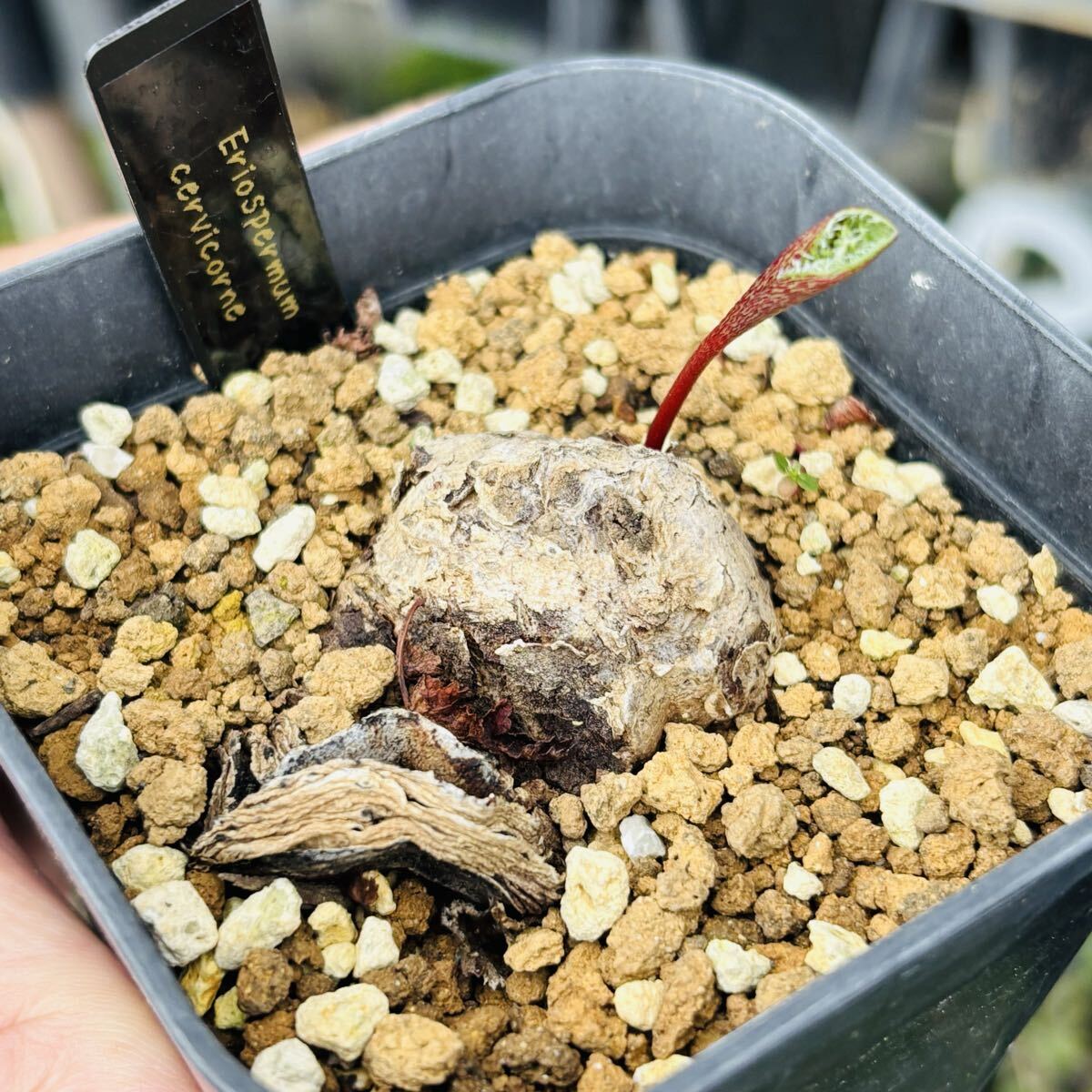 2025年最新】エリオスペルマム(Eriocephalum)の観葉植物一覧 - Yahoo