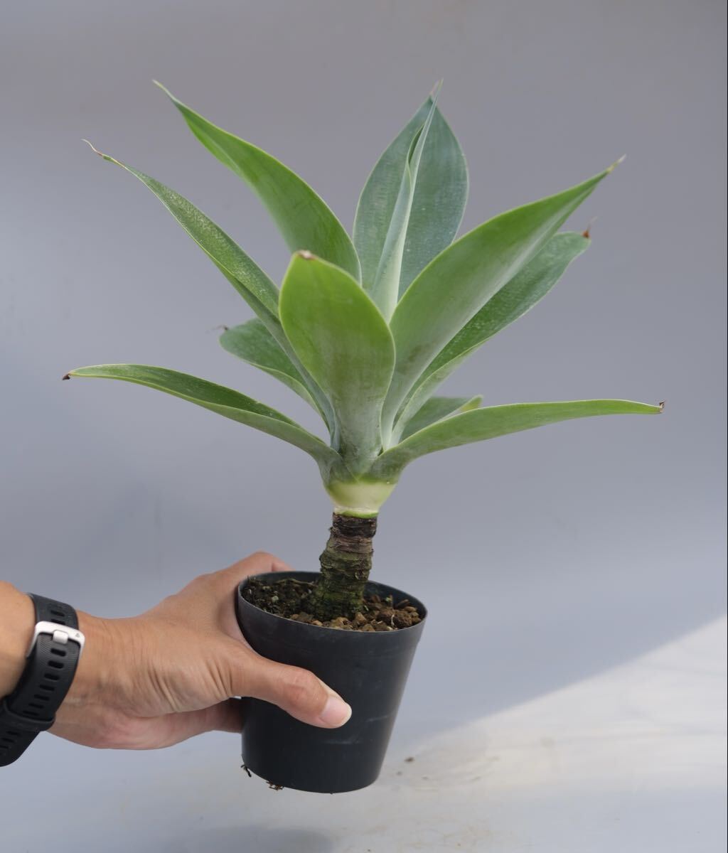 Yahoo!オークション -「ボーチンブルー」の落札相場・落札価格