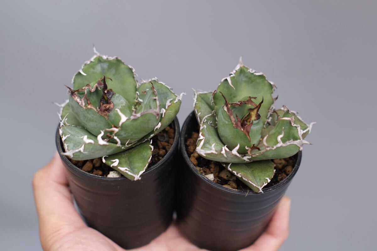 アガベ　チタノタ　セット アガベ チタノタ FO-076 