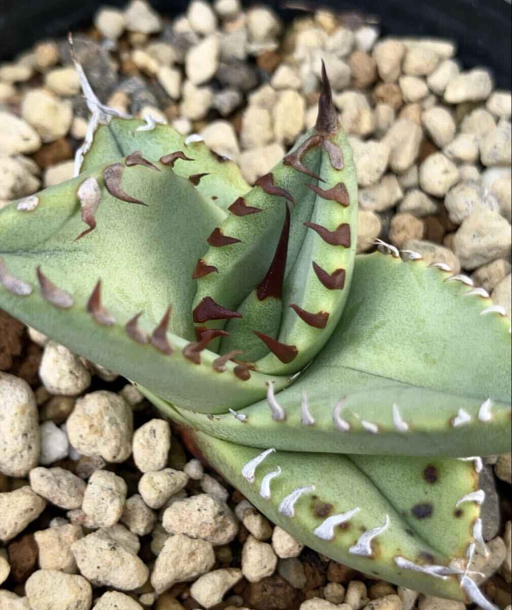 2025年最新】Yahoo!オークション -アガベ オアハカ(アガベ)の