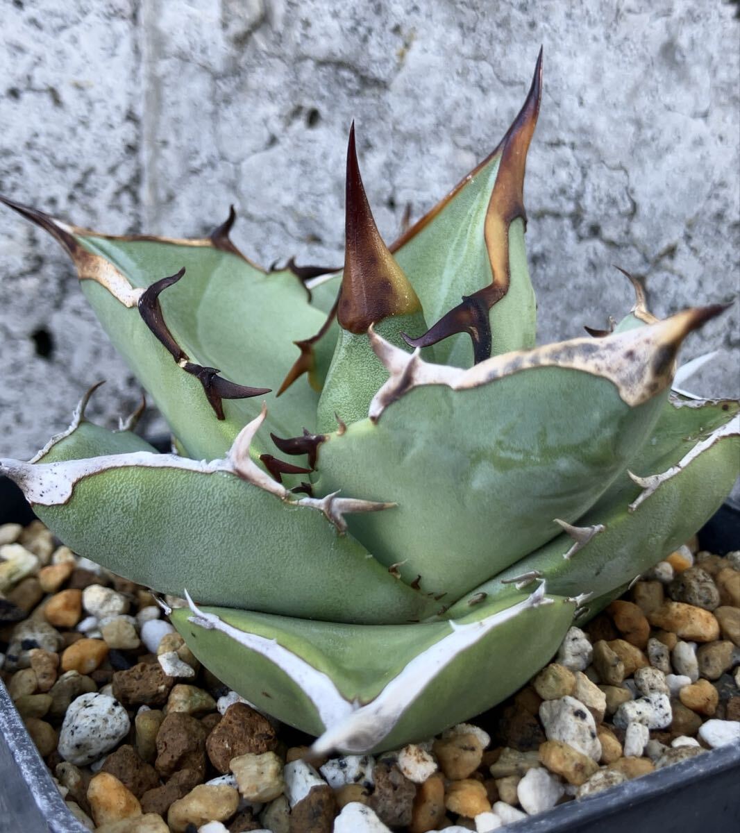 Yahoo!オークション -「アガベ チタノタ fo-076」の落札相場・落札価格