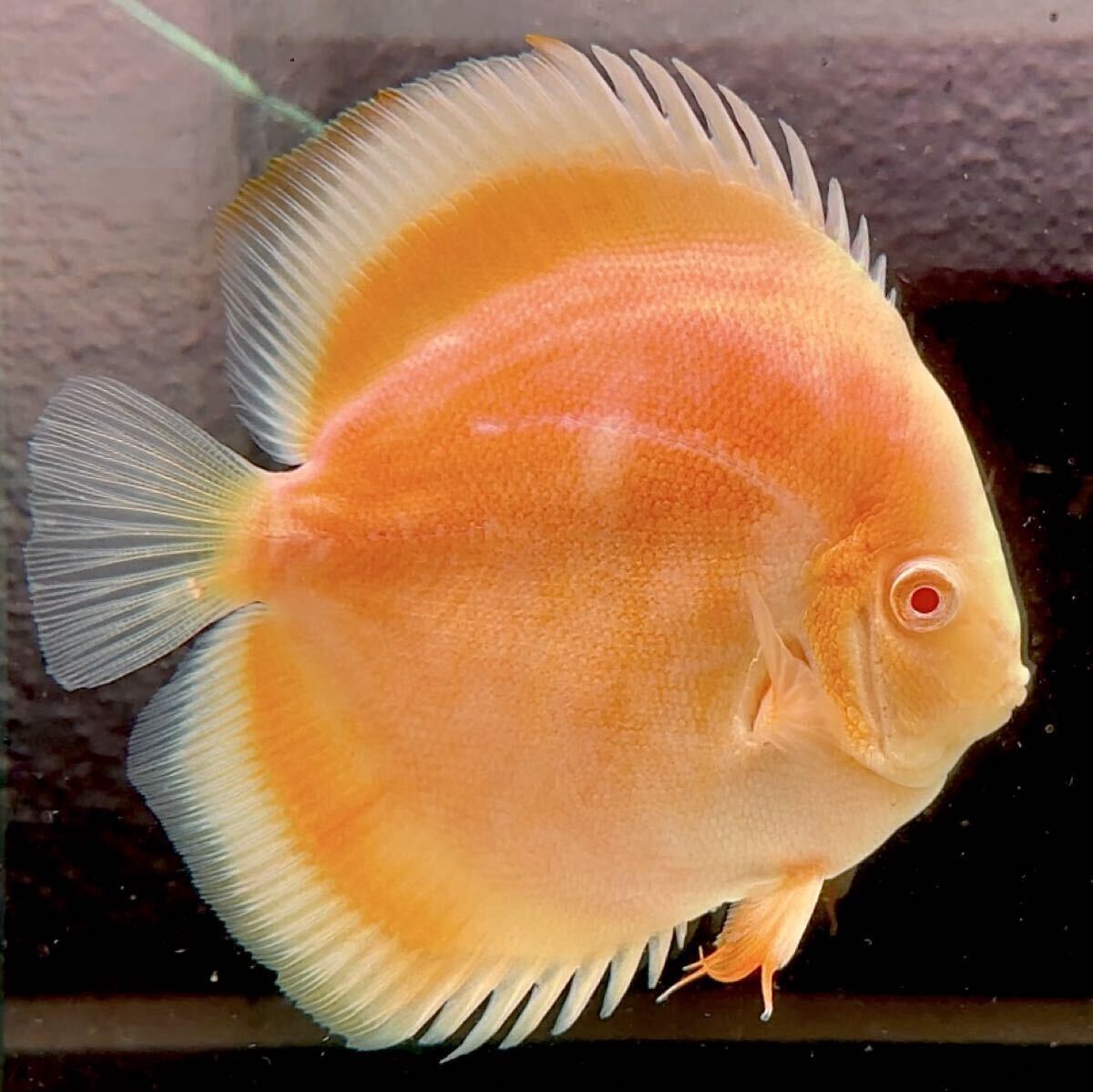 【極上】お正月大特価スタート！！　アルビノ・レッドゴールデンダイヤモンド・ホワイトトリム　産卵確認済ペア