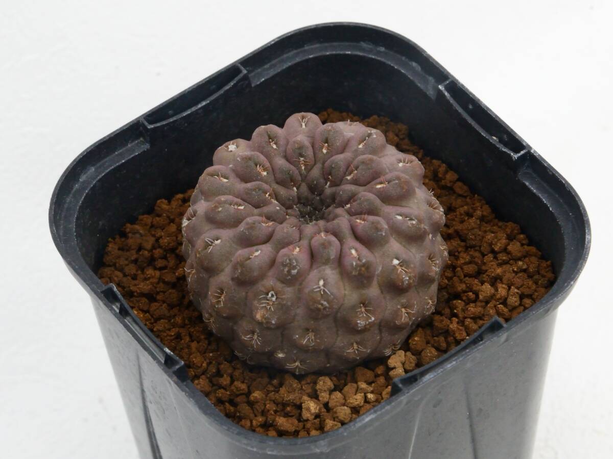 オクルタ　エリオシケ　群生希少大苗国内繁殖　鉢ごと発送（コピアポア塊根植物） Yahoo!オークション -「エリオシケ オクルタ」(サボテン) (観葉