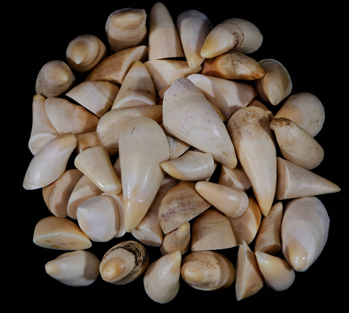 鯨の歯　3本セット　約173g程度　ほぼ空洞なし　未加工 鯨の歯 3本セット 約173g程度 ほぼ空洞なし 未加工 CATEGORY ◇