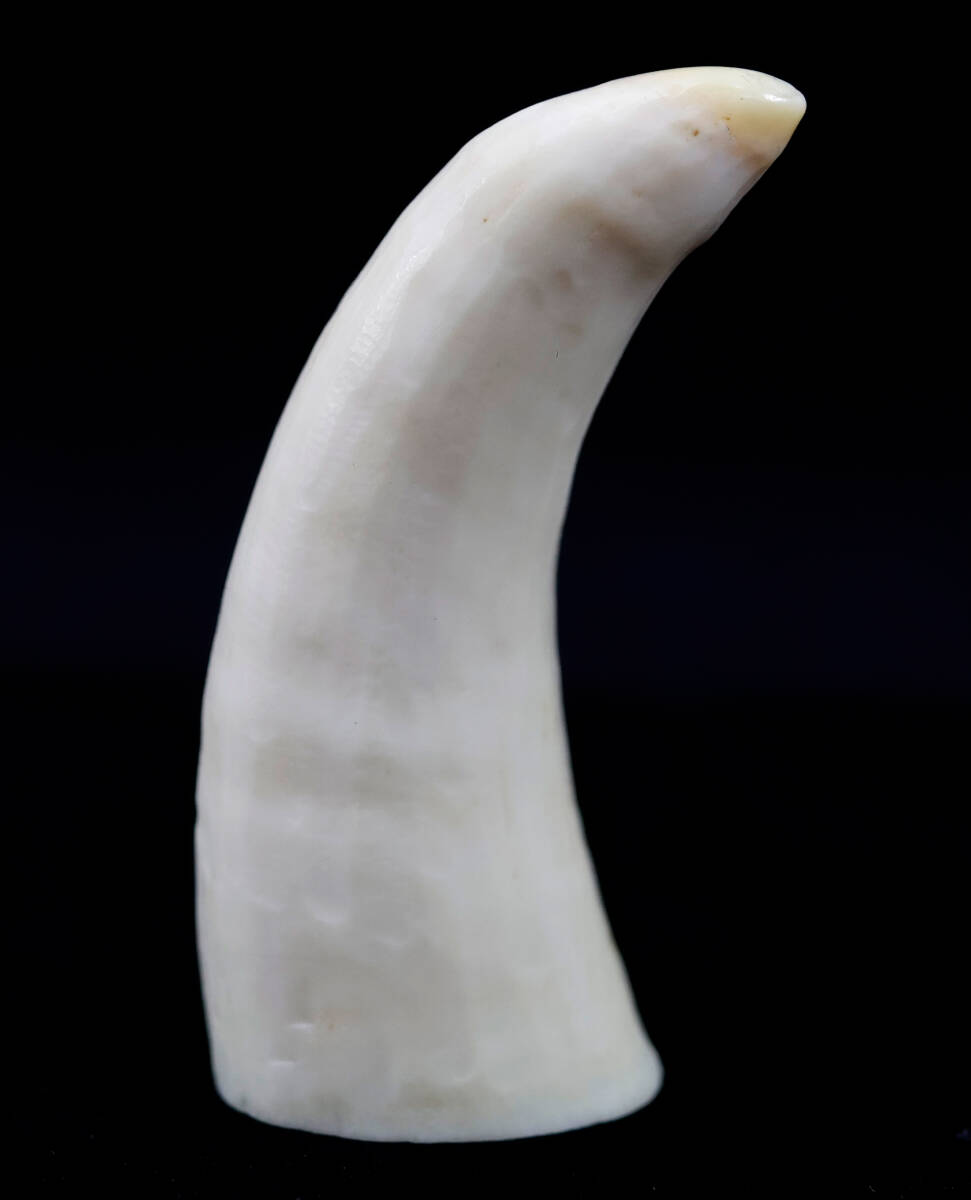 2025年最新】Yahoo!オークション -鯨歯の中古品・新品・未使用品一覧