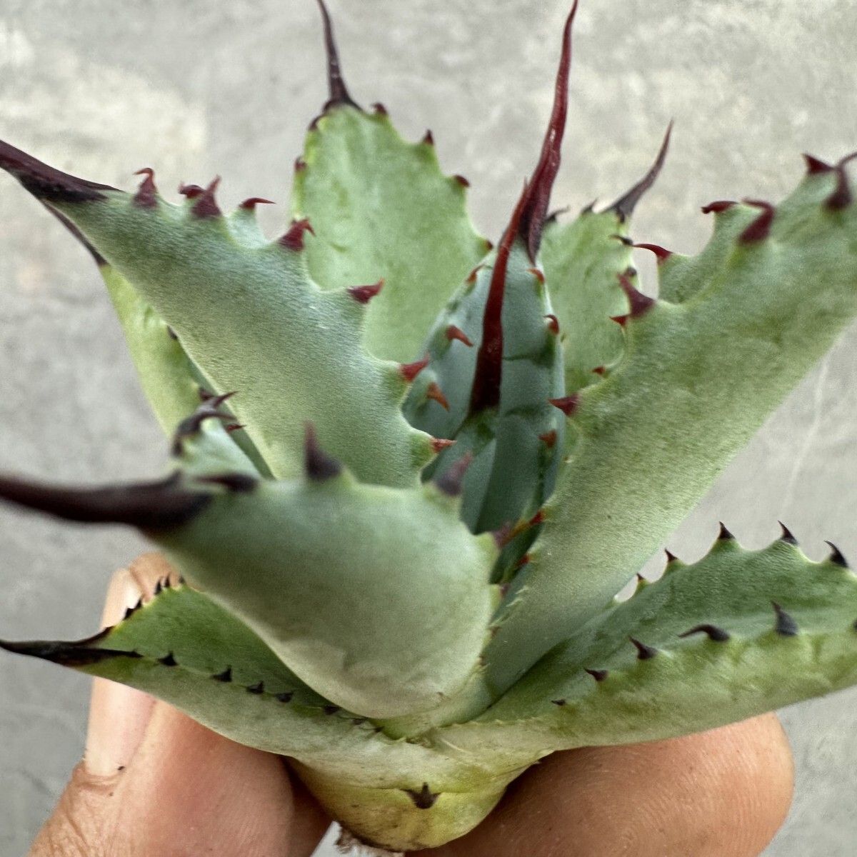 2025年最新】Yahoo!オークション -アガベ ユタエンシス