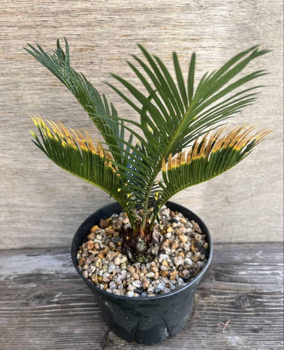 Yahoo!オークション -「金環ソテツ」の落札相場・落札価格