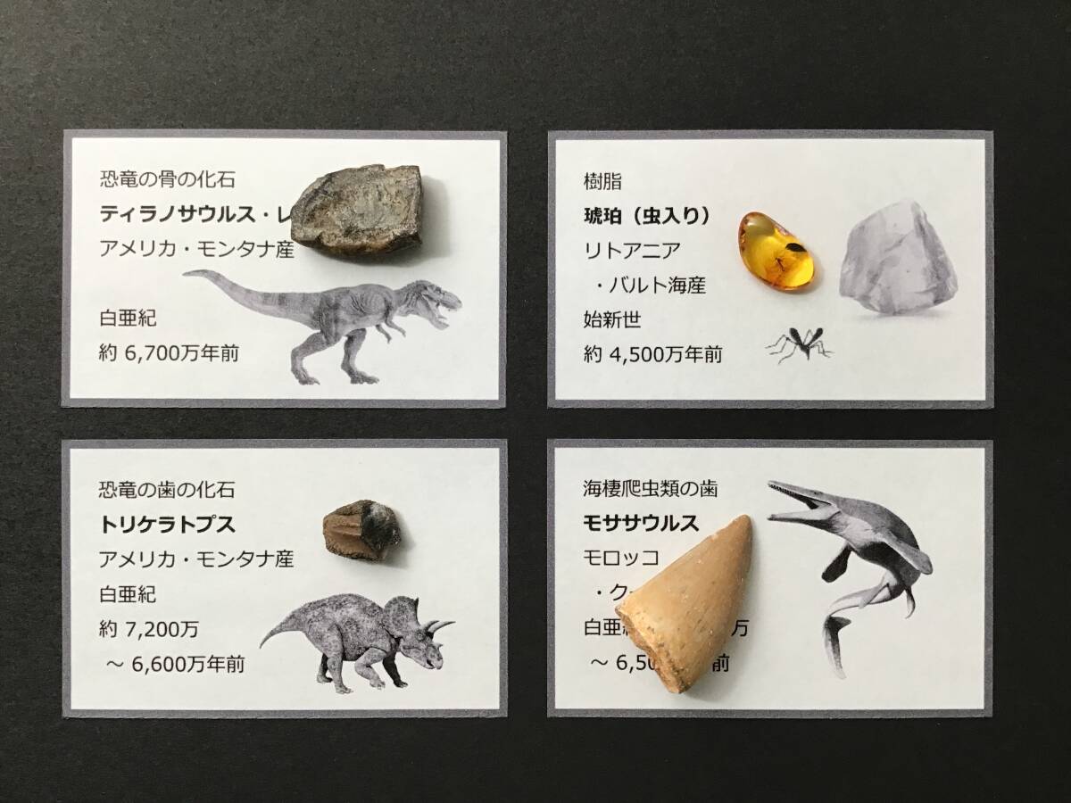 恐竜 歯 化石 ティラノサウルス [DS410] 恐竜の歯 恐竜の化石 牙