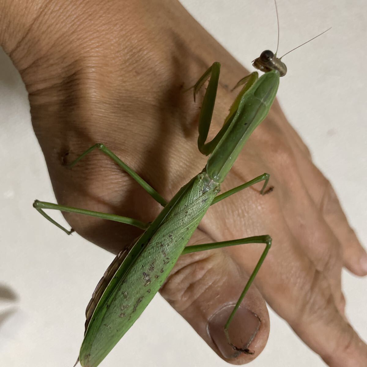 ヒナカマキリ　メス　石垣島産　卵鞘セット Yahoo!オークション -「かまきり」(ペット、生き物) の落札相場・落札価格