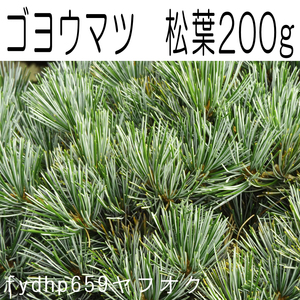 送料無料ネ「 ゴヨウマツ 松葉 200g 超 無農薬 」五葉松 天然 盆栽 挿し木 接ぎ木 薬膳 料理 入浴剤 芳香剤 青汁 松葉茶 ドライフラワー