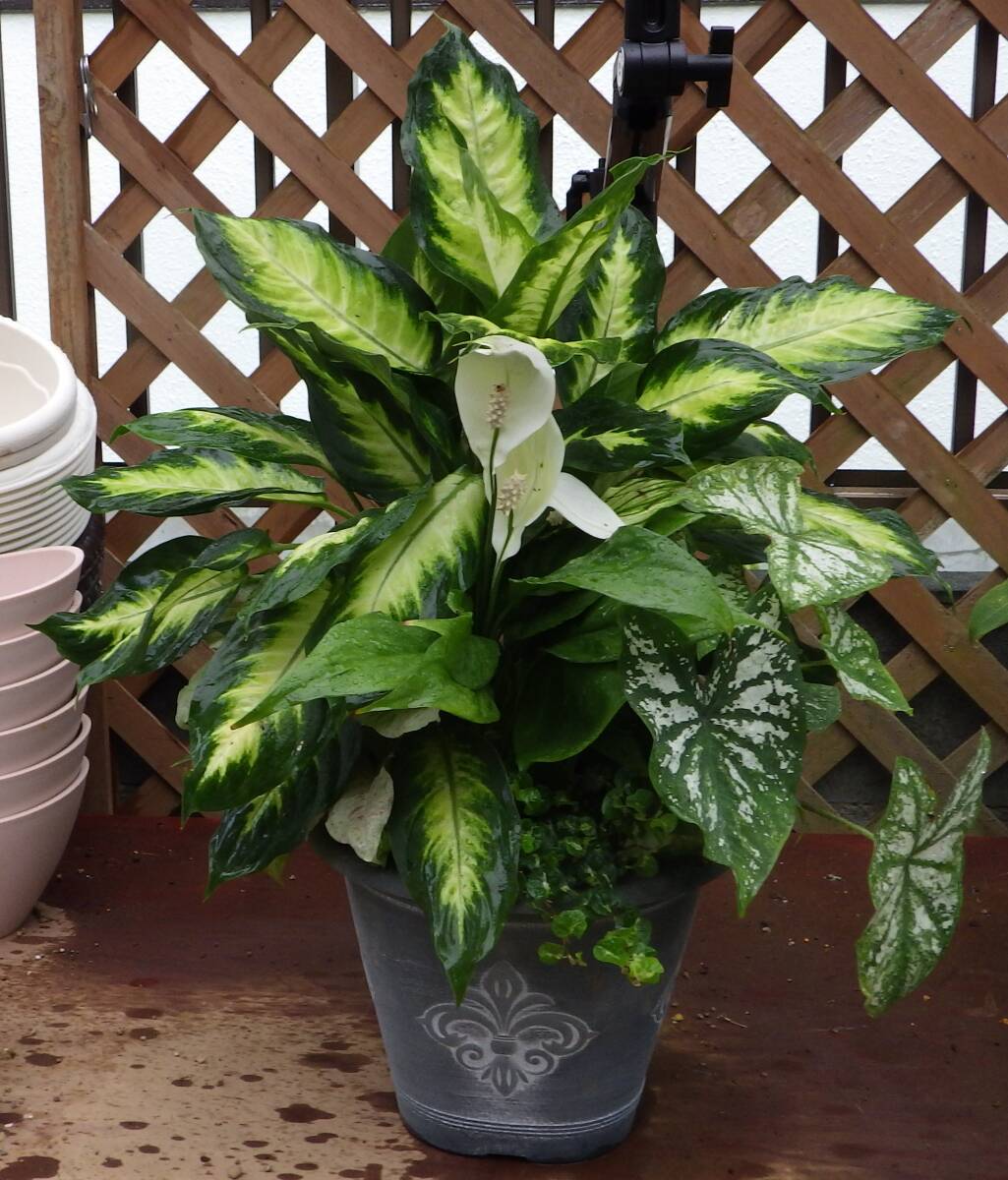 Yahoo!オークション -「カラジューム」(花、園芸) の落札相場