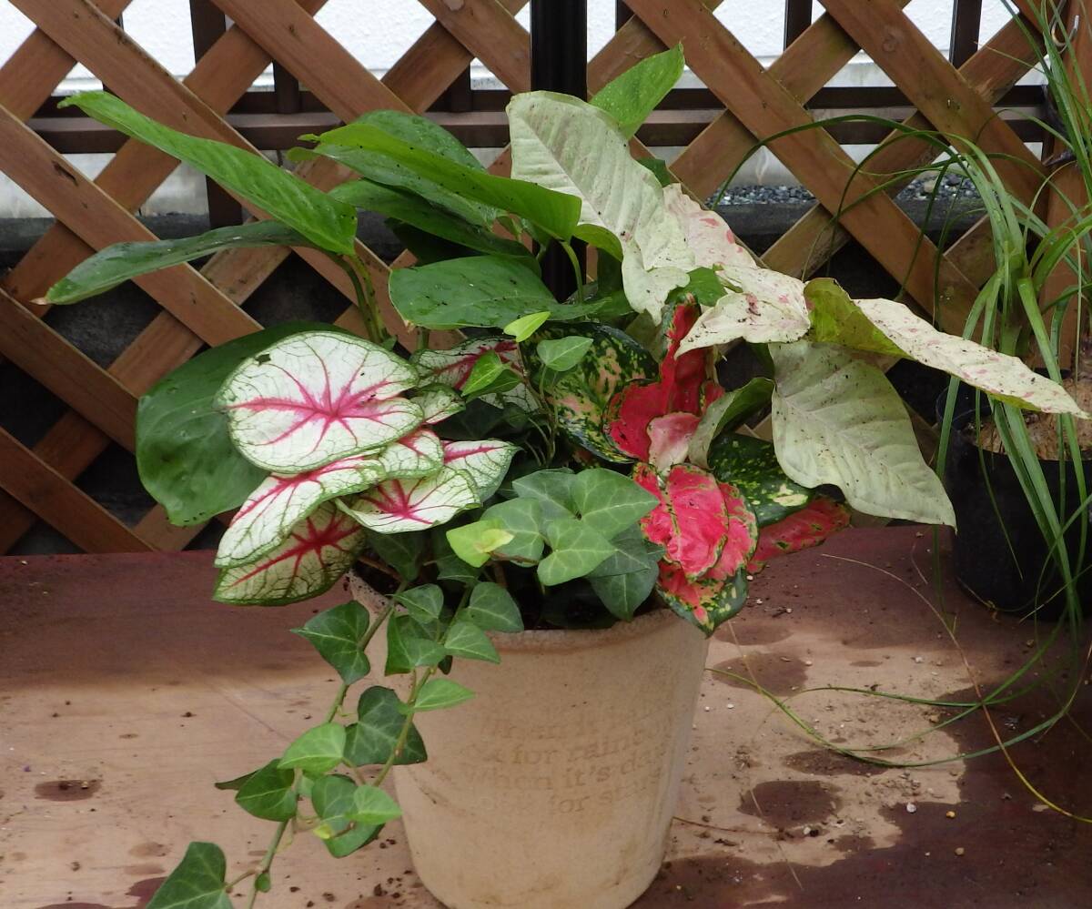 Yahoo!オークション -「カラジューム」(花、園芸) の落札相場