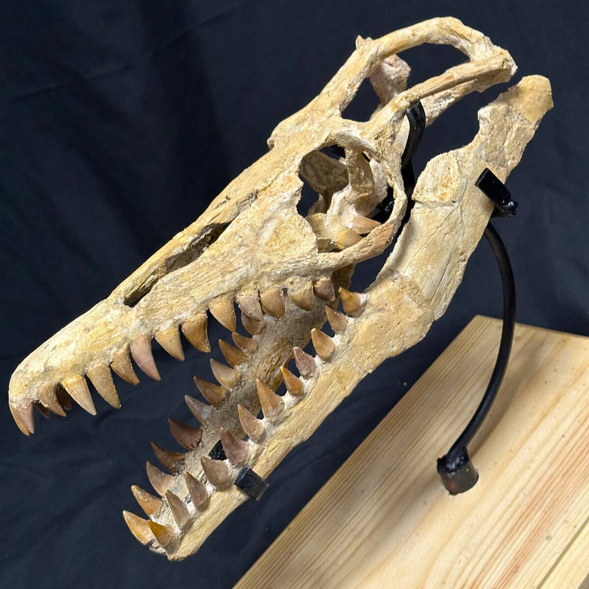 木彫　三畳紀の爬虫類 ポストスクス　頭骨模型　約1/10スケール 木彫 三畳紀の爬虫類 ポストスクス 頭骨模型 約1/10スケール