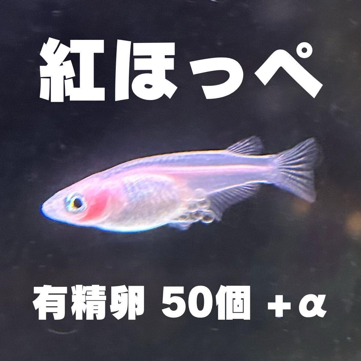 現物出品！　日暮らしメダカ♪ 紅ほっぺメダカ 5ペア　今年春生まれ
