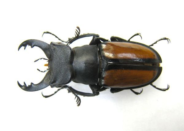 週末限定お値下げ　福岡県産　ミヤマクワガタ　標本 74mm 福岡県産 ミヤマクワガタ 標本 74mm