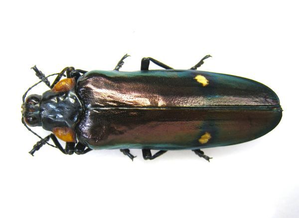 オーストラリアの ムカシタマムシ 3種セット オーストラリアの ムカシタマムシ 3種セット