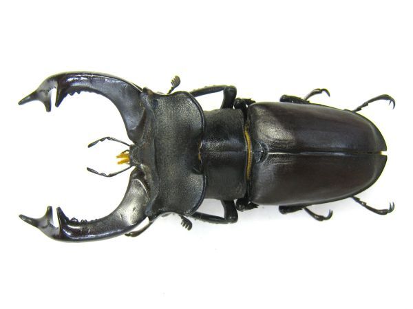 Yahoo!オークション -「ヨーロッパミヤマ」(その他) (虫類)の落札相場