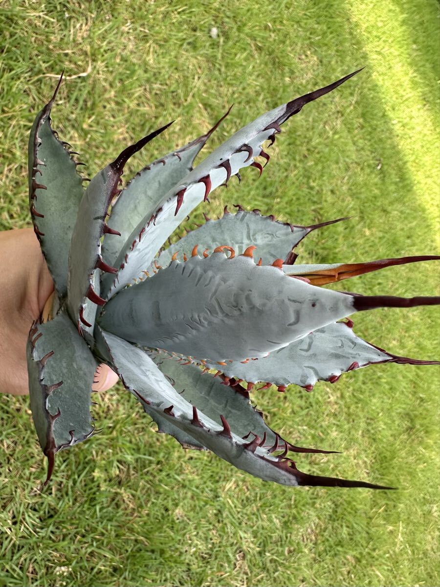 アメリカーナ　特大株 楽天市場】アガベ アメリカーナ 大の通販