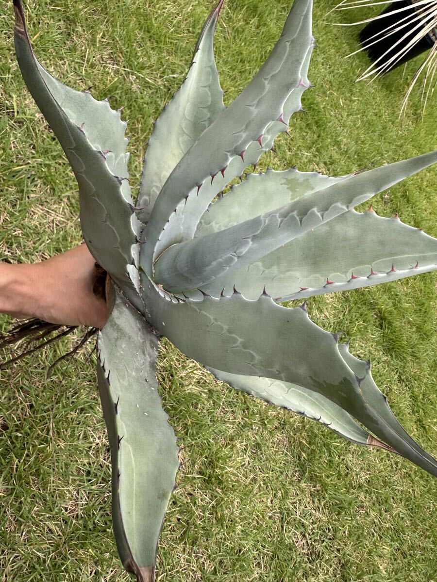 Yahoo!オークション -「アガベ パリートランカータ大株」(花