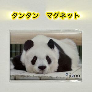 【王子動物園オリジナル】角マグネット タンタン/のびーん 未開封品 旦旦 ジャイアントパンダ