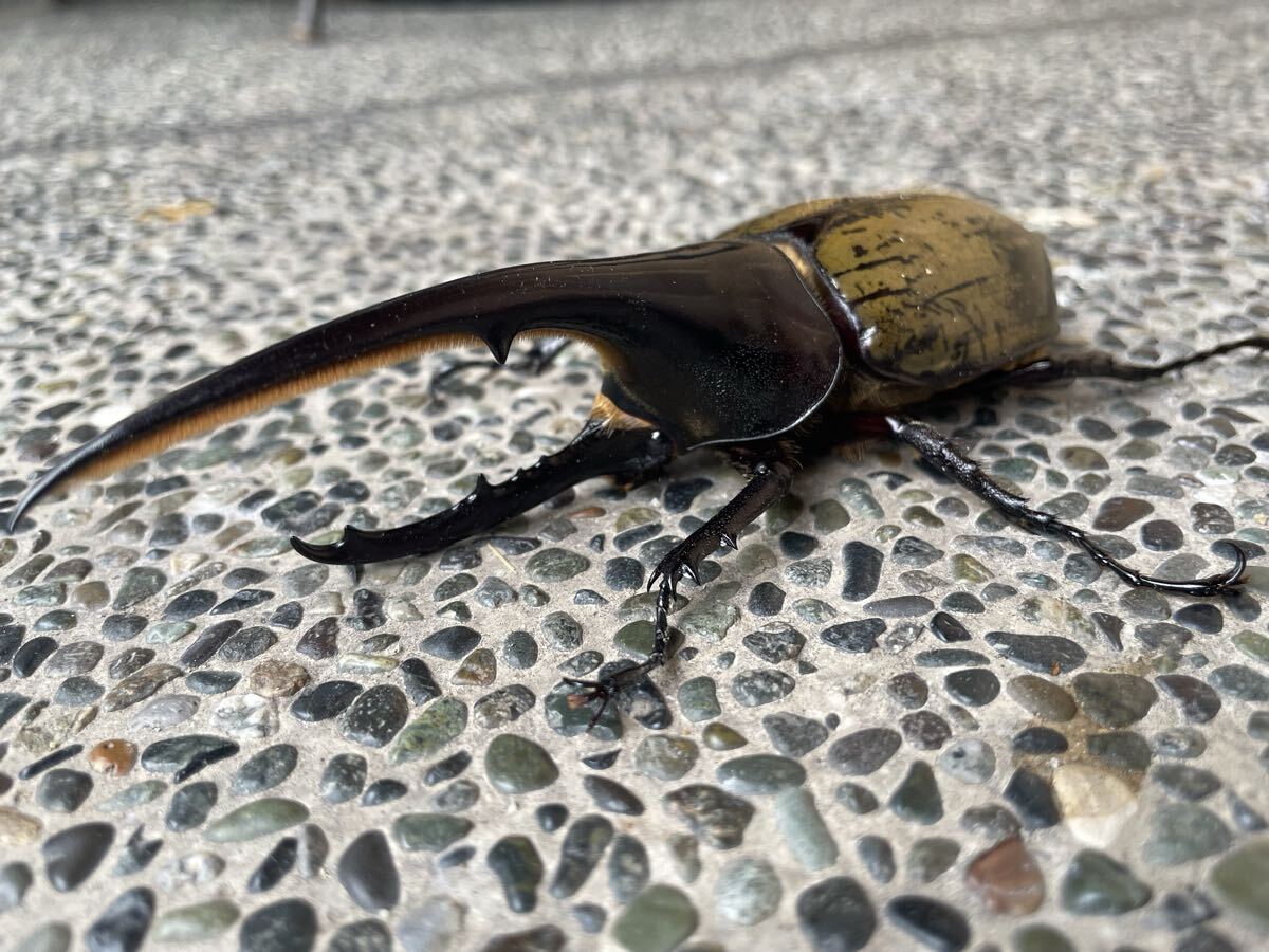 D.h. ヘラクレス　標本 max 180㎜ m38219374771_1.jpg?1749386483