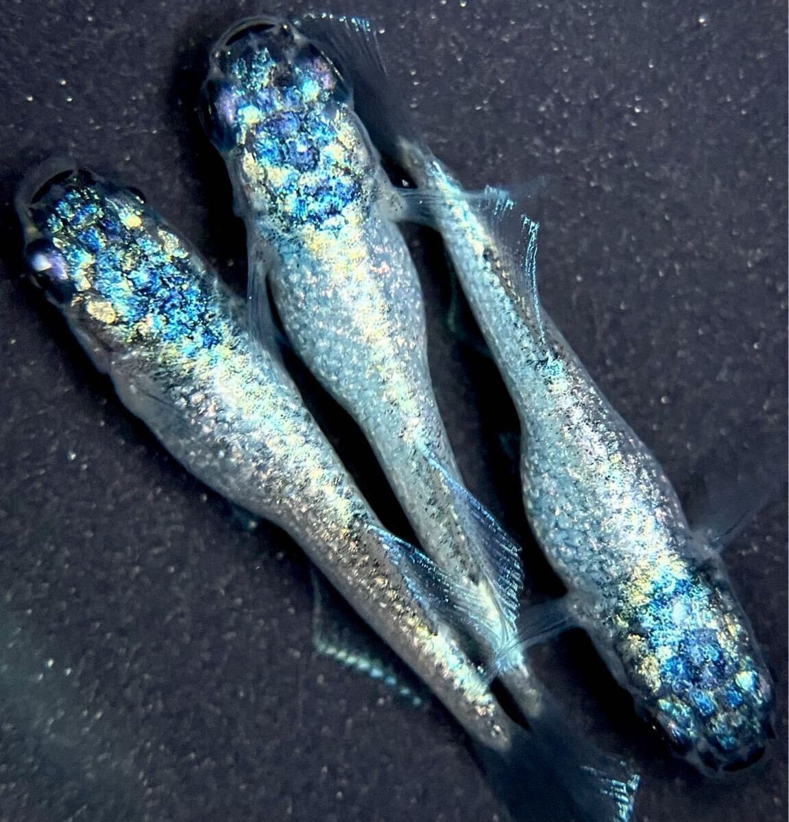 Yahoo!オークション -「)トリオ」(めだか) (川魚)の落札相場