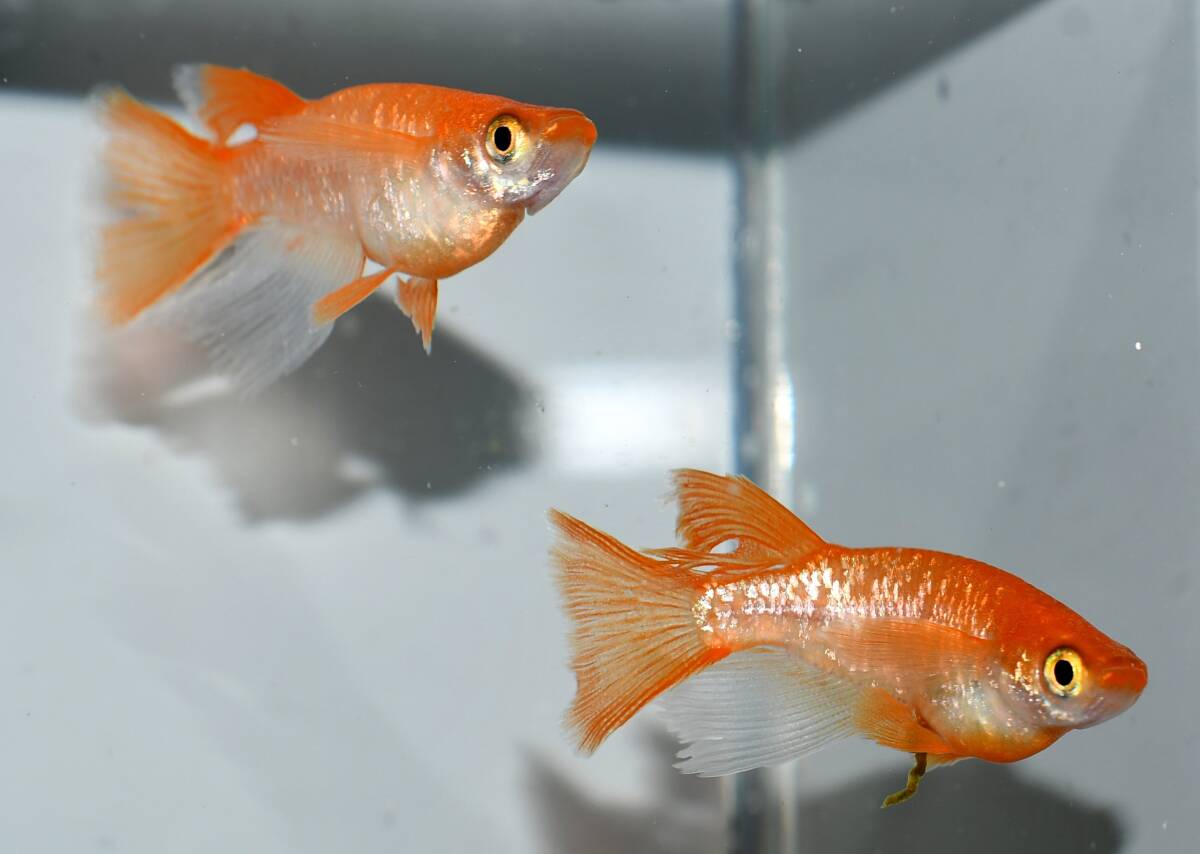 【minamo】現物 紅華紅白めだか 極上若魚（１ペア）KH-A 小野様ご本人の個体 現物 上州めだか様ご本人の個体 王華 3ペア 6匹セット No.1